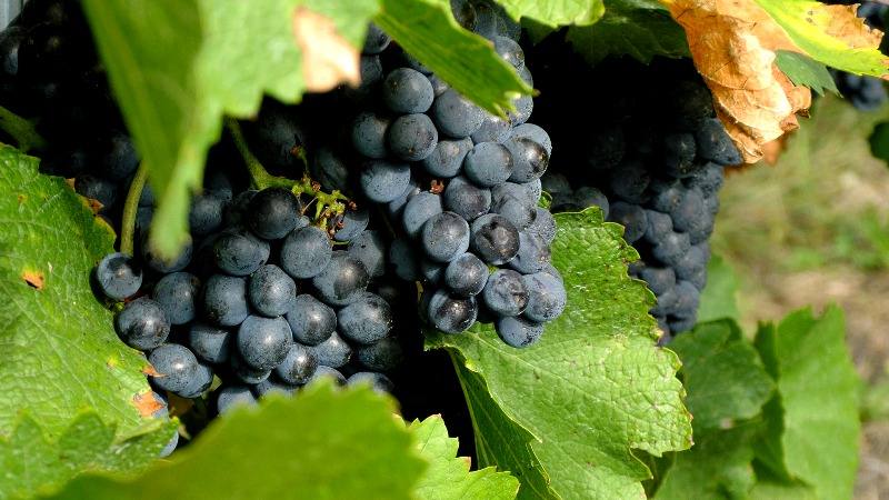 vinhos