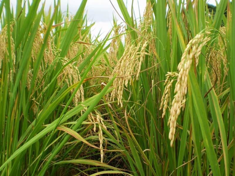 arroz