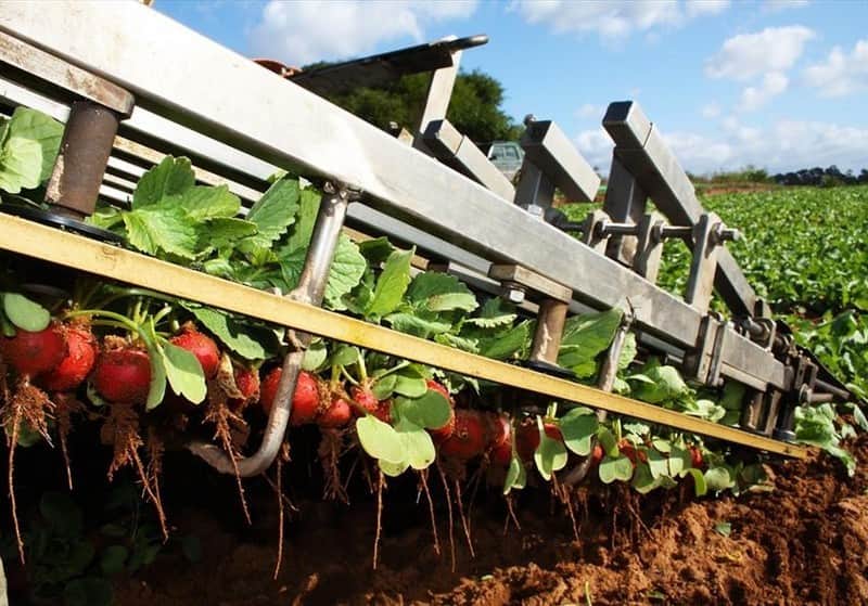 agricultura