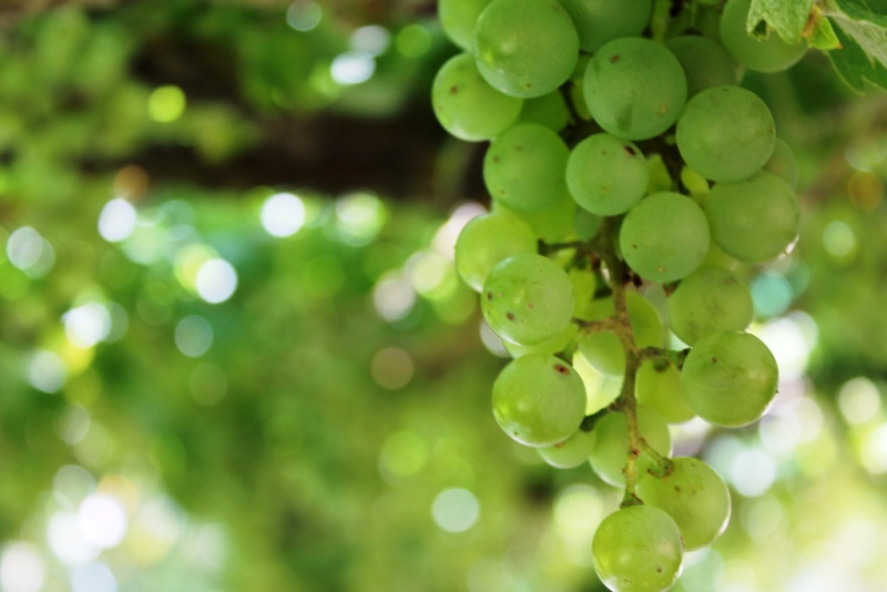 uvas