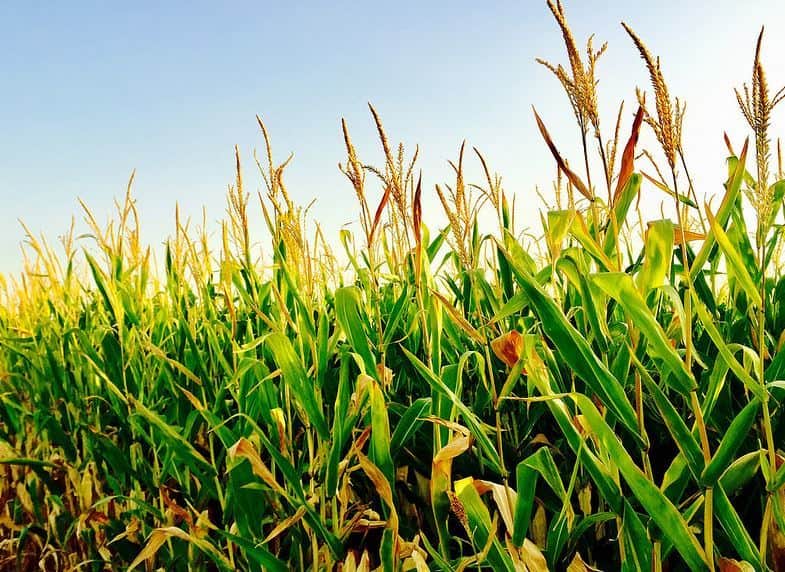 agricultura