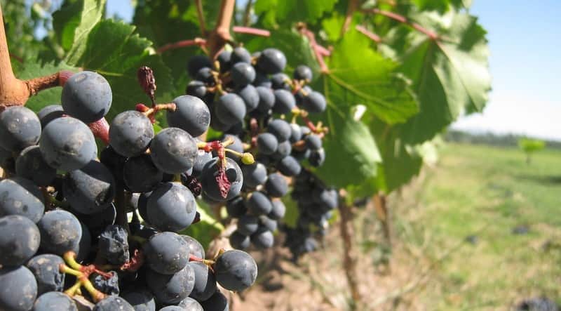 vinhos