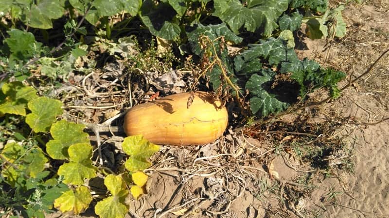 agricultura biologica