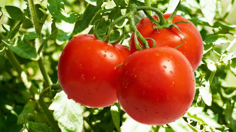 tomate