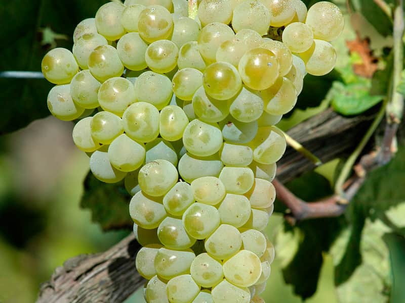 vinho