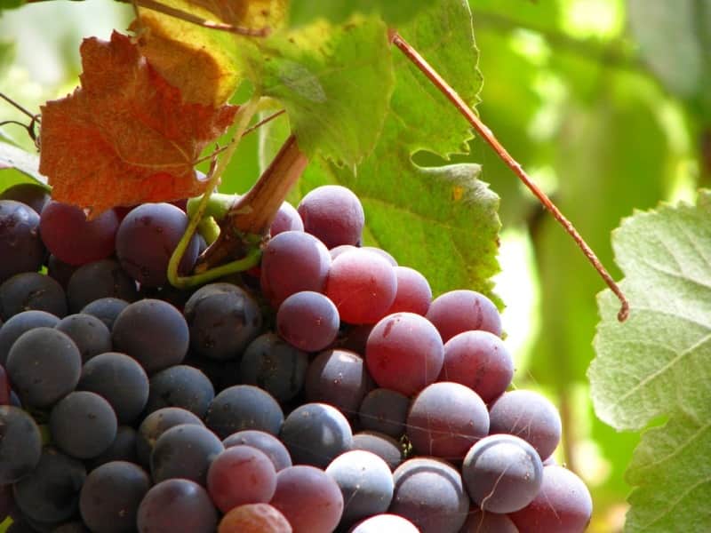 uvas