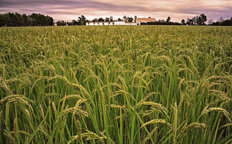 arroz