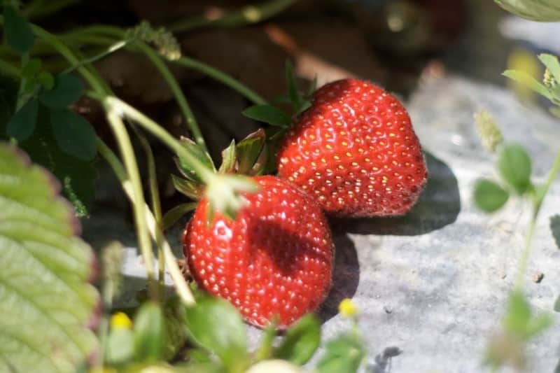 morango