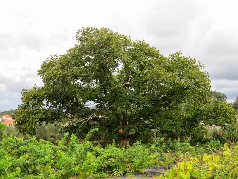 castanheiros