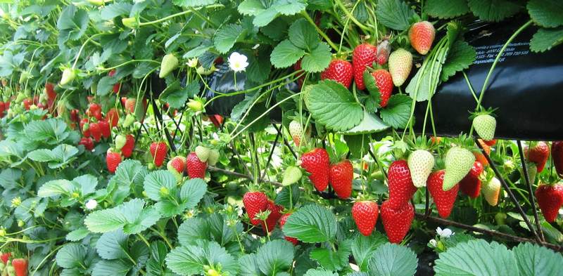 morango