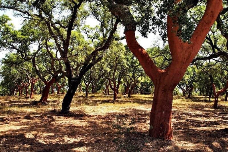 alentejo