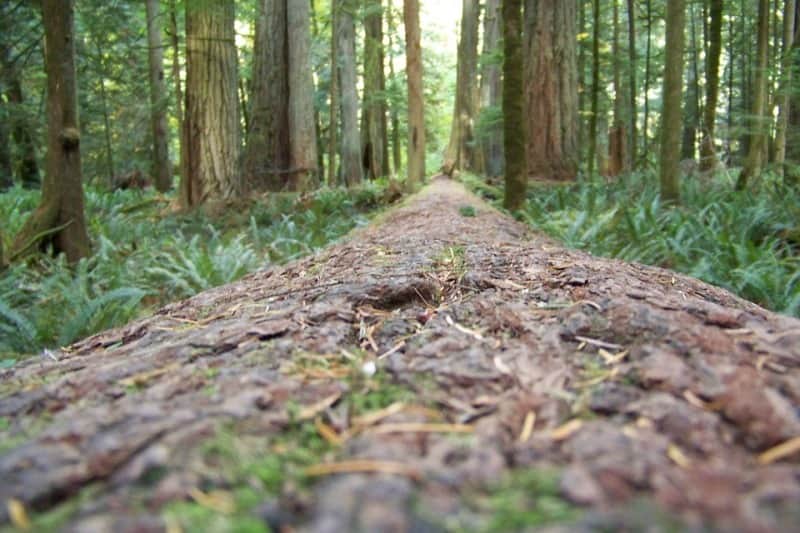 floresta