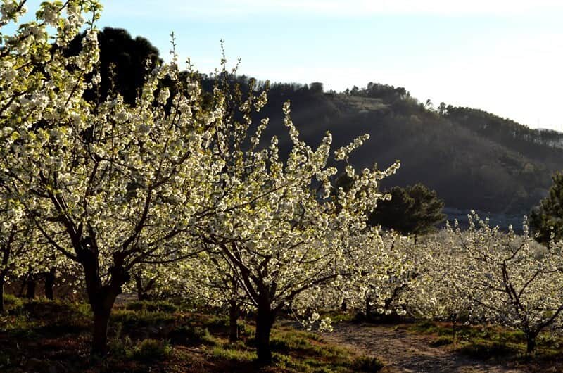 fundao