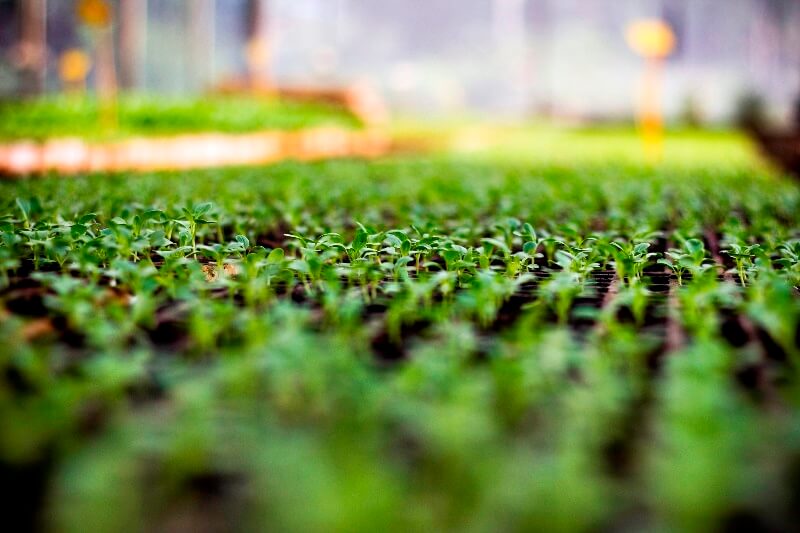 agricultura