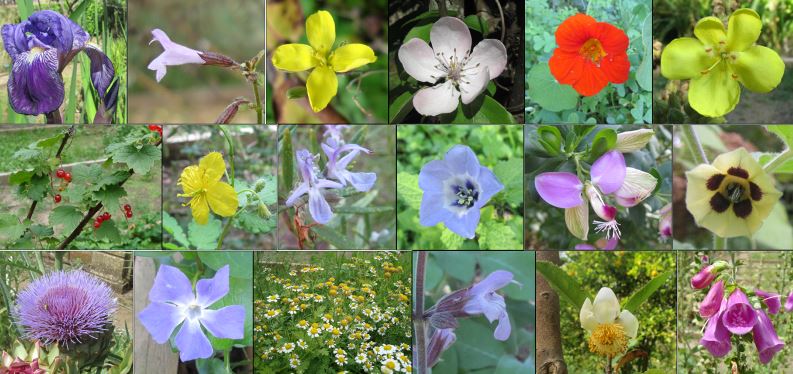 biodiversidade