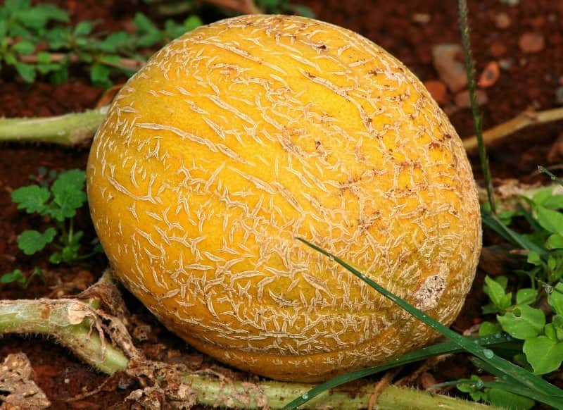 melao