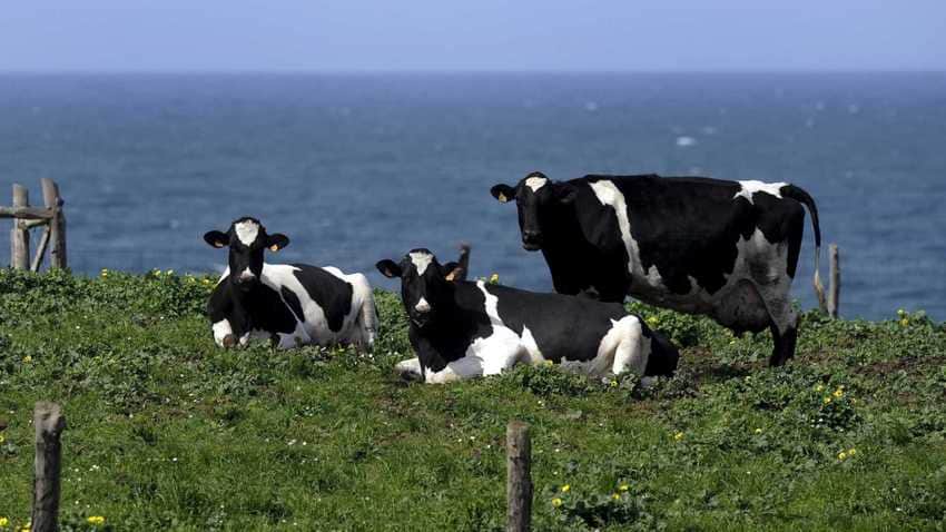 pecuaria