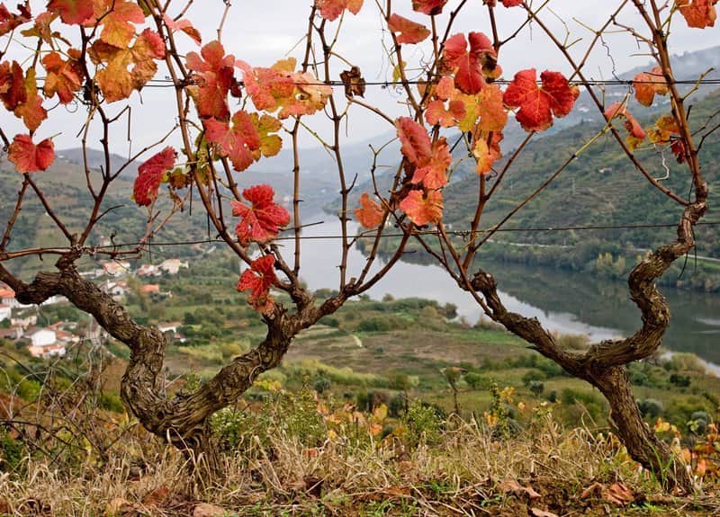 douro