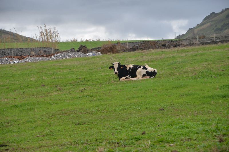 vacas
