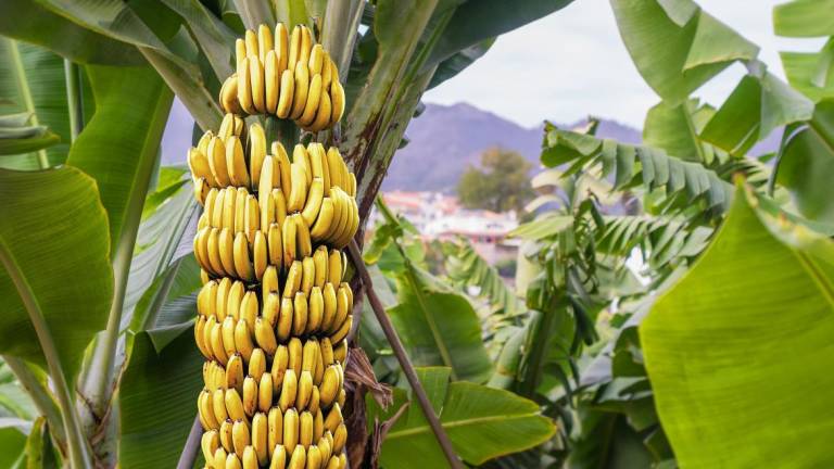 banana