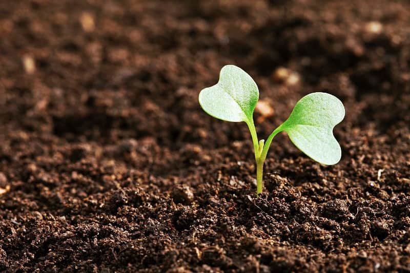 agricultura
