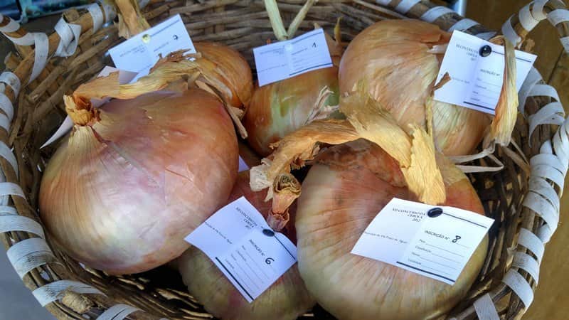 cebola