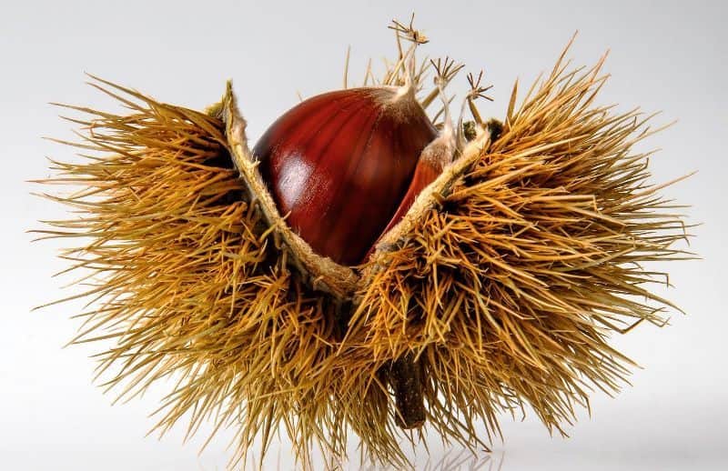 castanha