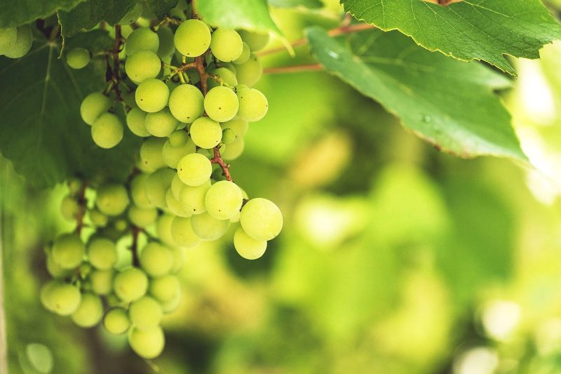 alvarinho