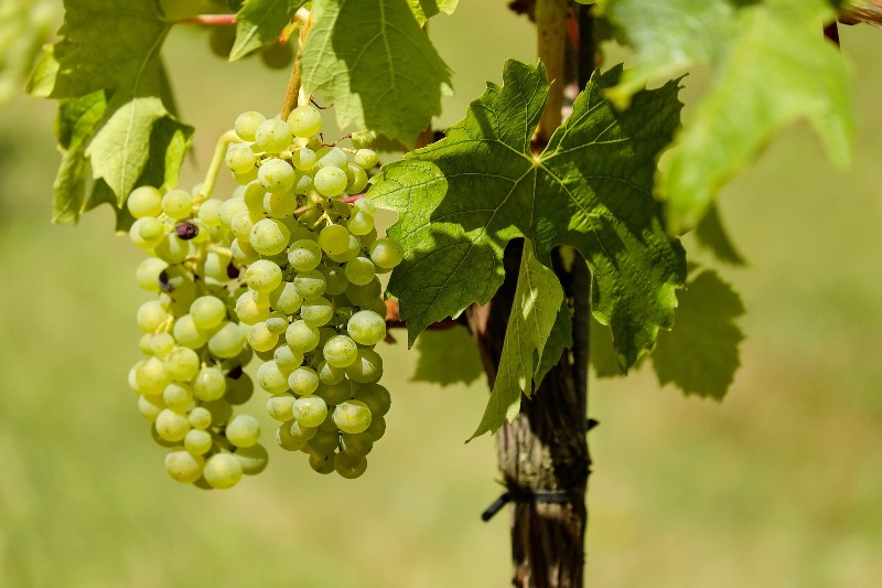 vinhos