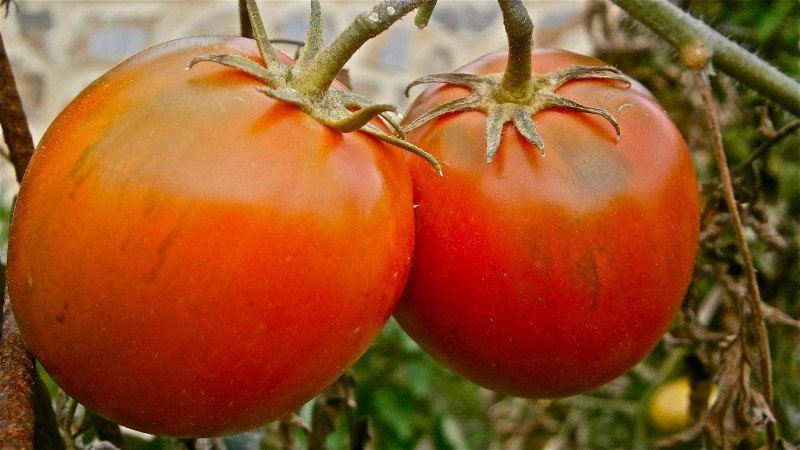 tomate