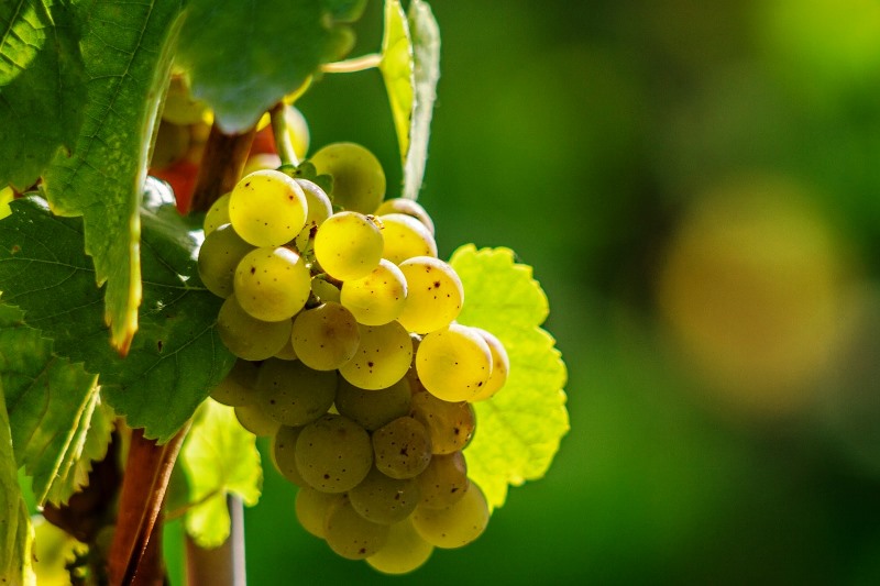 vinho verde