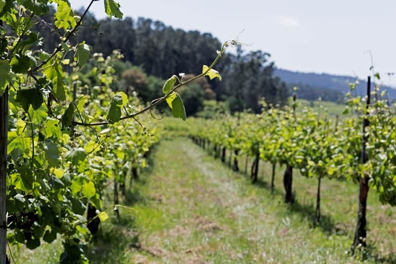 vitis