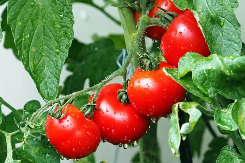 tomates