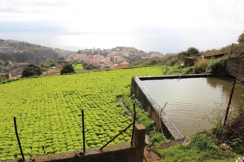 madeira