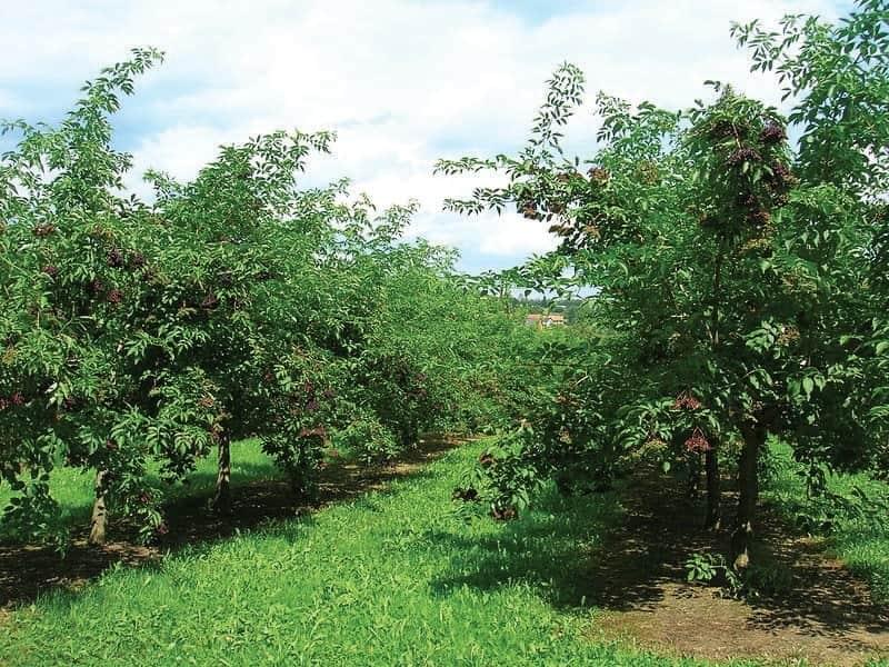 sabugueiro