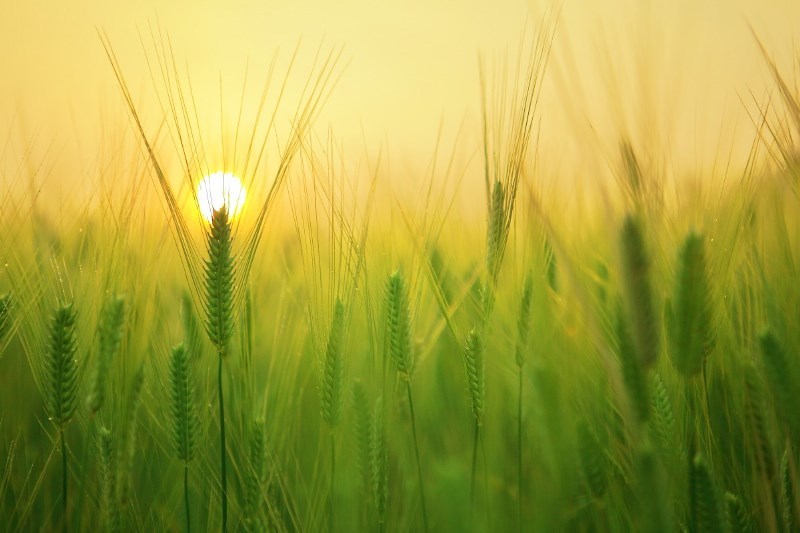 agricultura