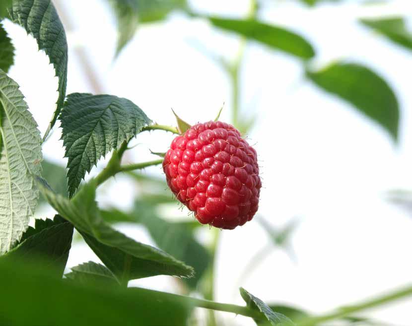 pequenos frutos
