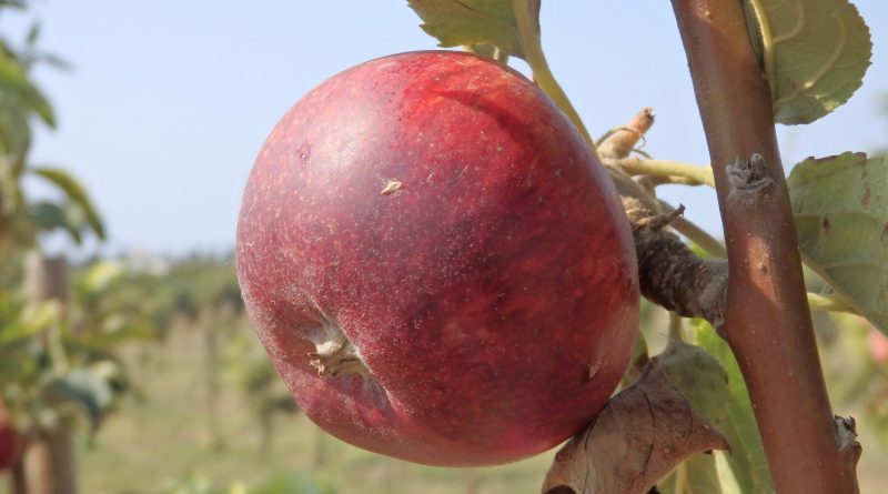 fruteiras