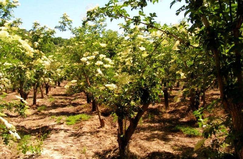 sambucus