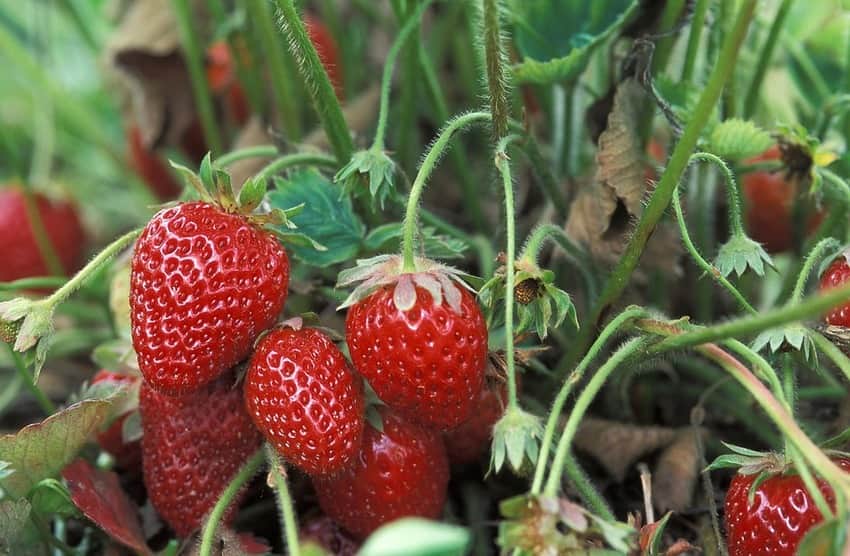 morango