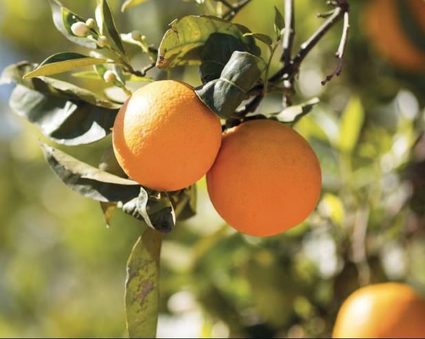 laranjas