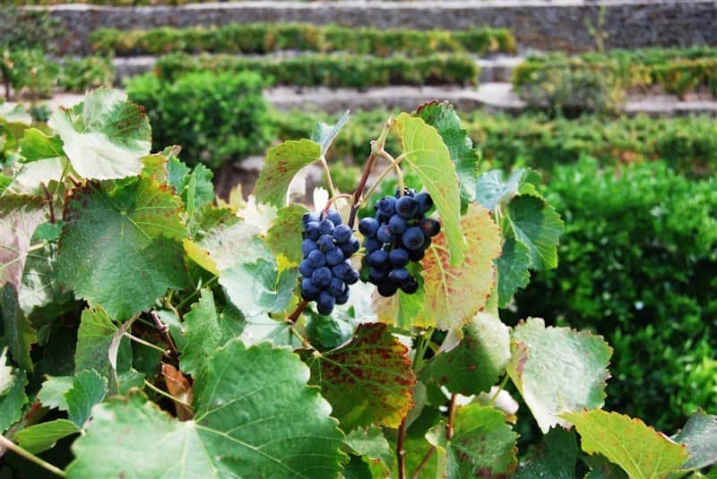 vinhos