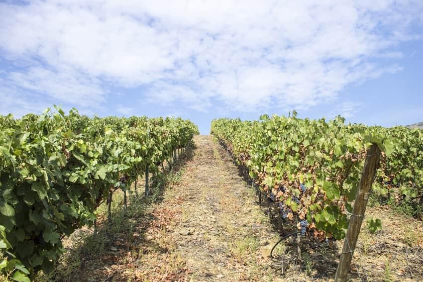 VITIS