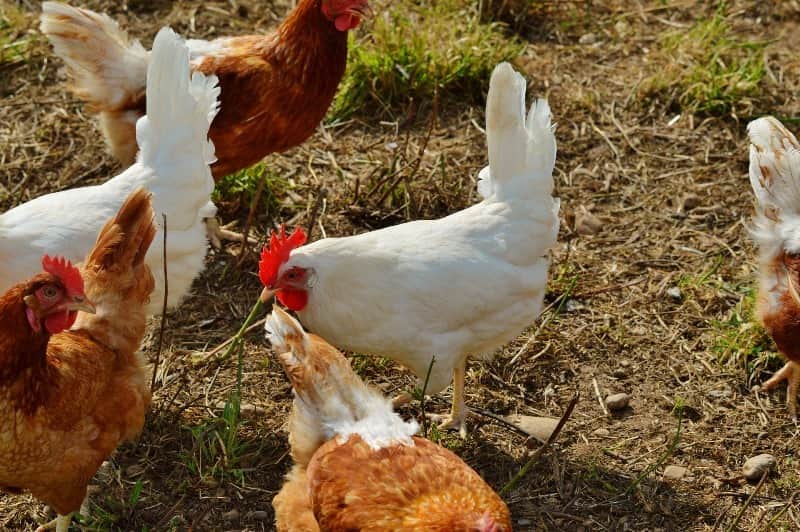 exportação de aves chile