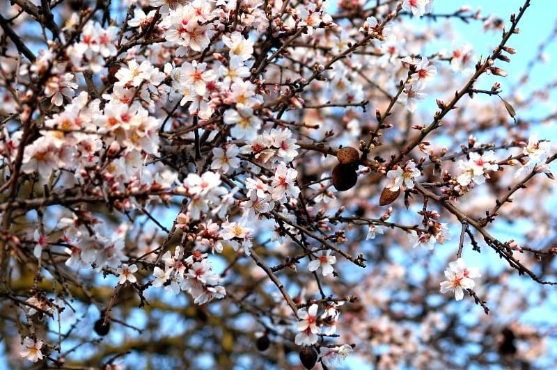 Almendro