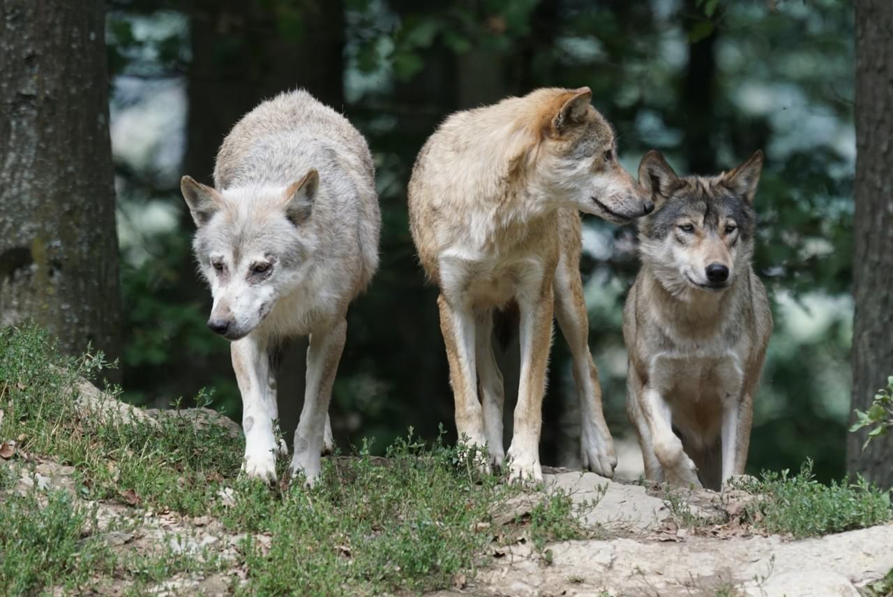 Lobos