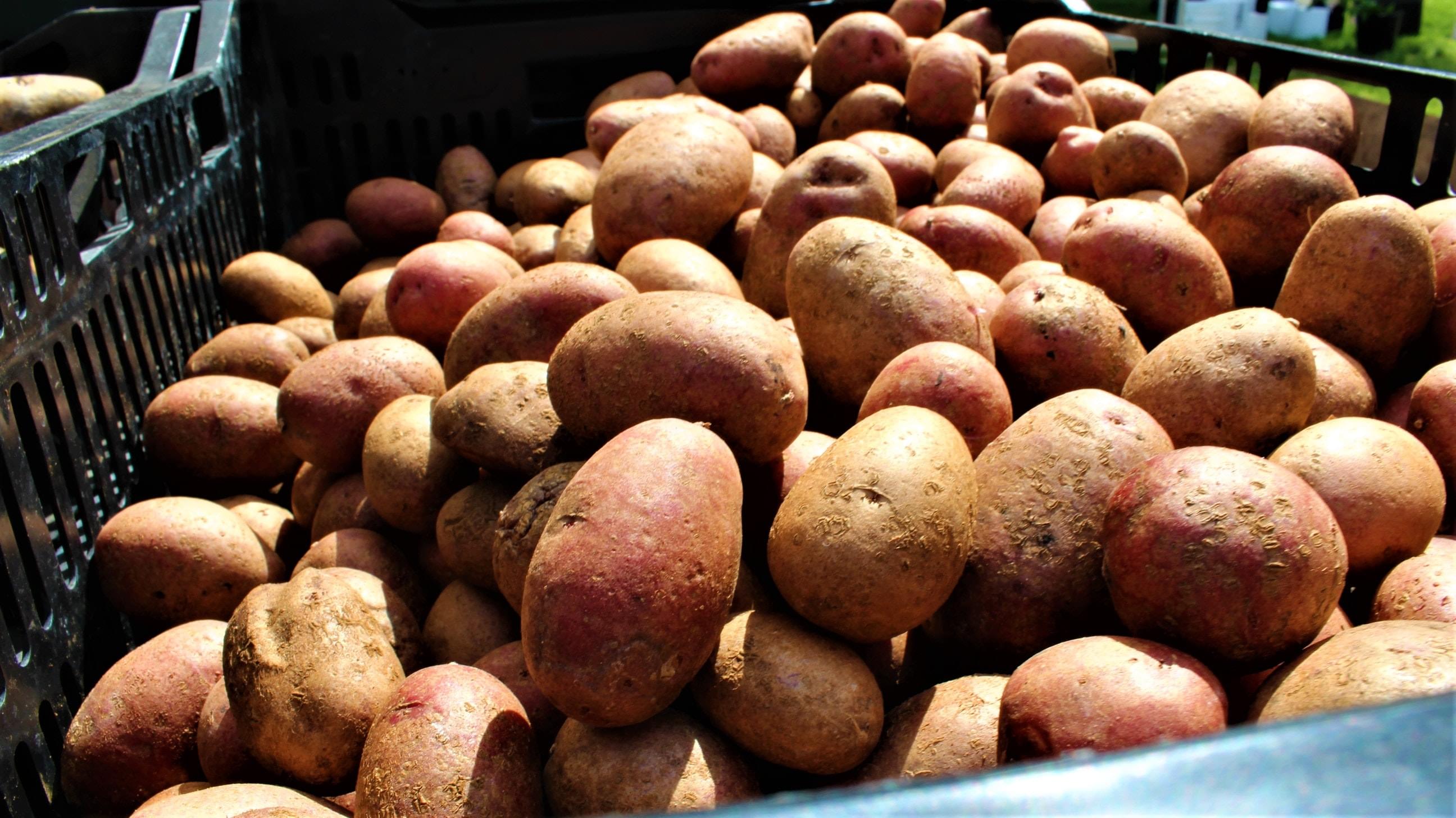 Batata