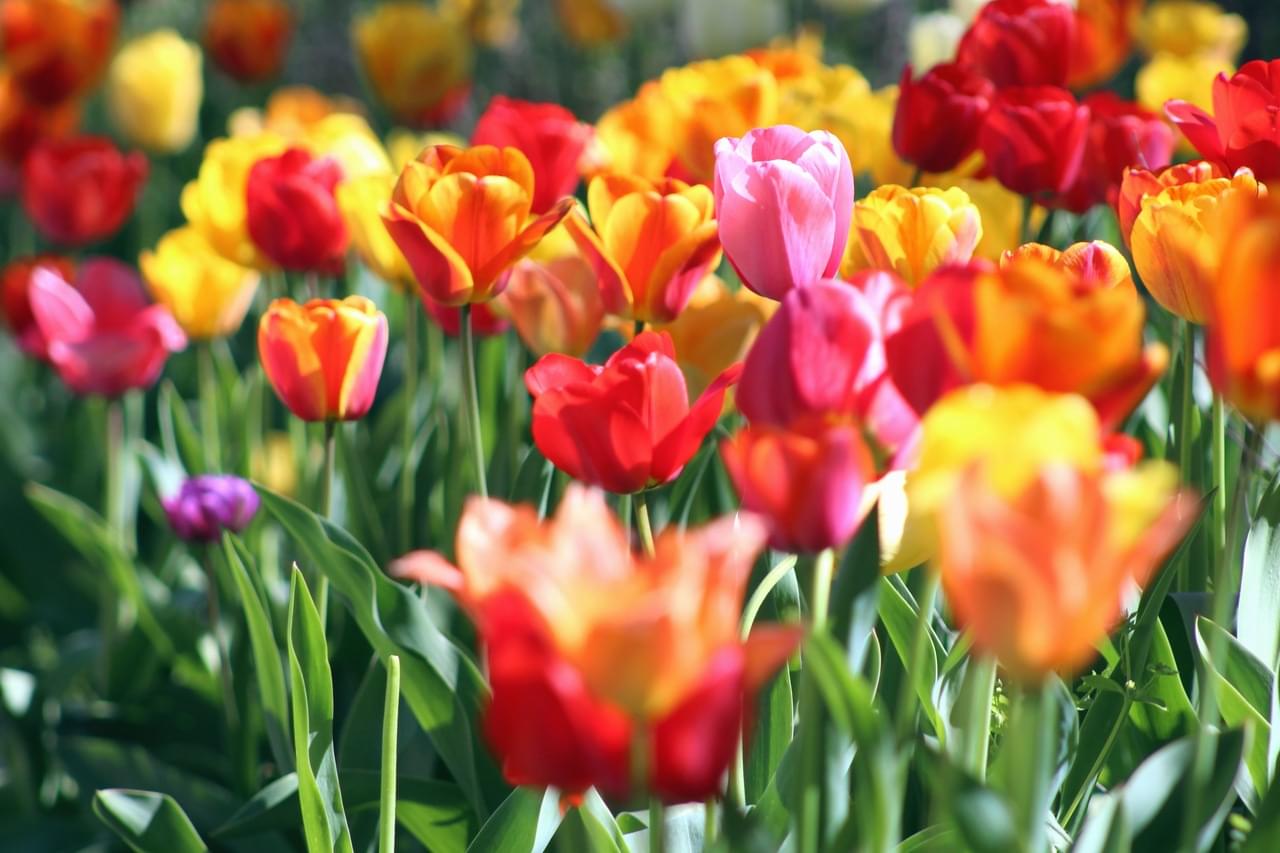Floricultura