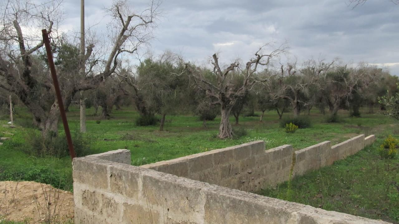 Xylella fastidiosa