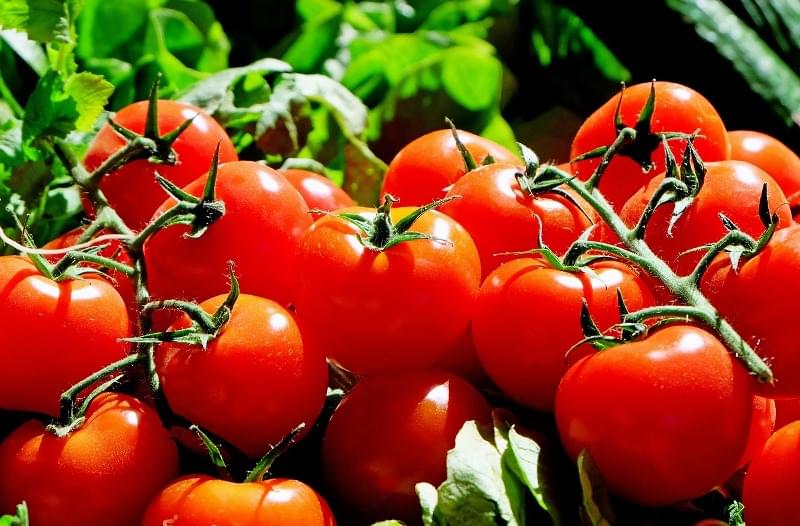 Tomates